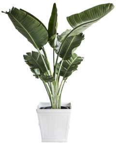 Banan Leaf