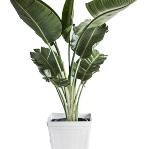 Banan Leaf