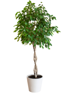 Ficus Benjamina