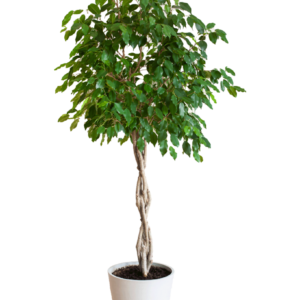 Ficus Benjamina