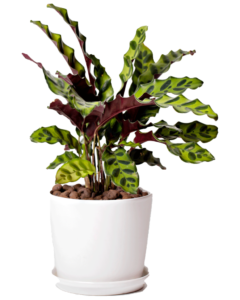 Calathea Lancifolia