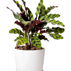Calathea Lancifolia