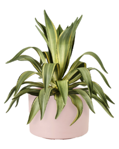 Agave Sun Glow
