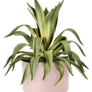 Agave Sun Glow