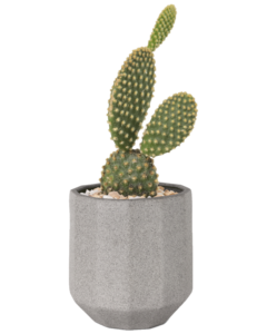 Bunny Ears Cactus