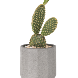 Bunny Ears Cactus