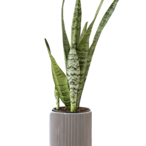 Sansevieria Zeylanica