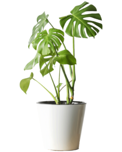 Monstera Deliciosa
