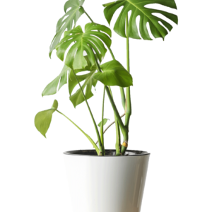 Monstera Deliciosa