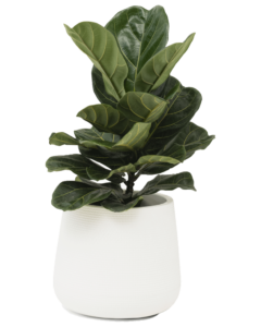 Fiddle Leaf Fig