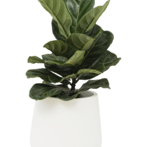 Fiddle Leaf Fig